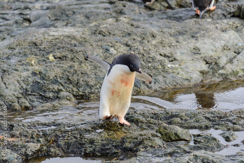 Fototapeta premium Adelie penguin standing on beach in Antarctica
