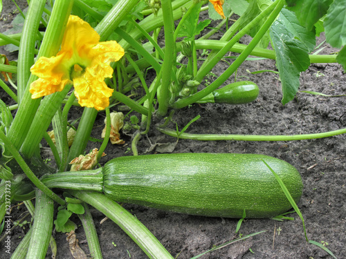 vegetable zucchini in the vegetable garden, different stages of vegetation, closeup