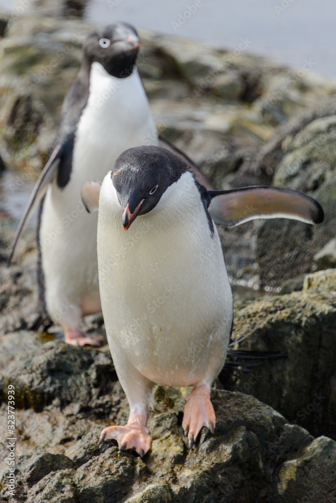 Naklejka premium Adelie penguin standing on beach in Antarctica