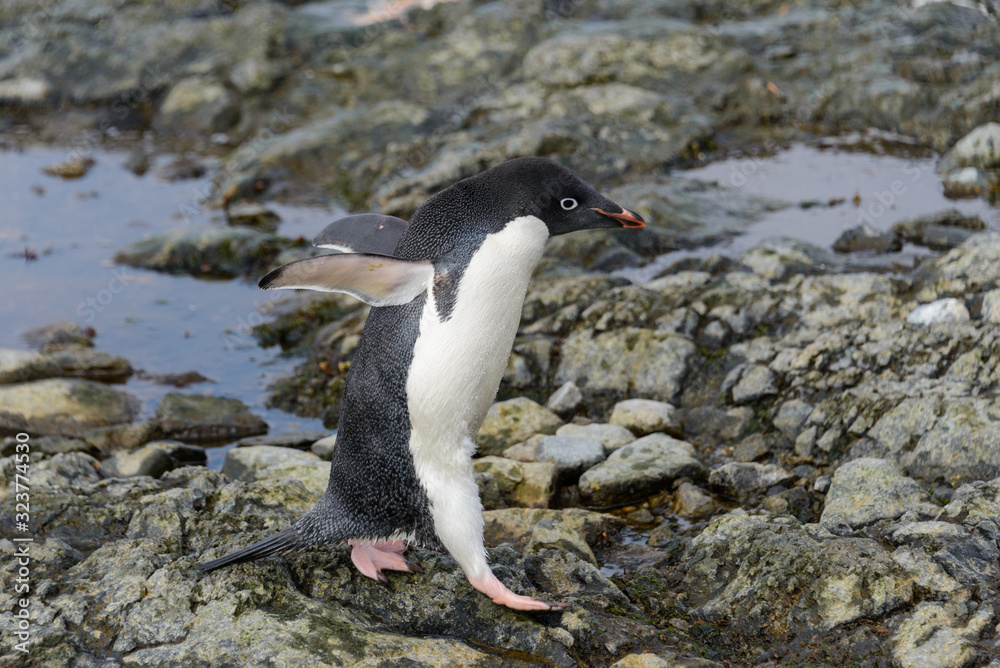 Fototapeta premium Adelie penguin standing on beach in Antarctica