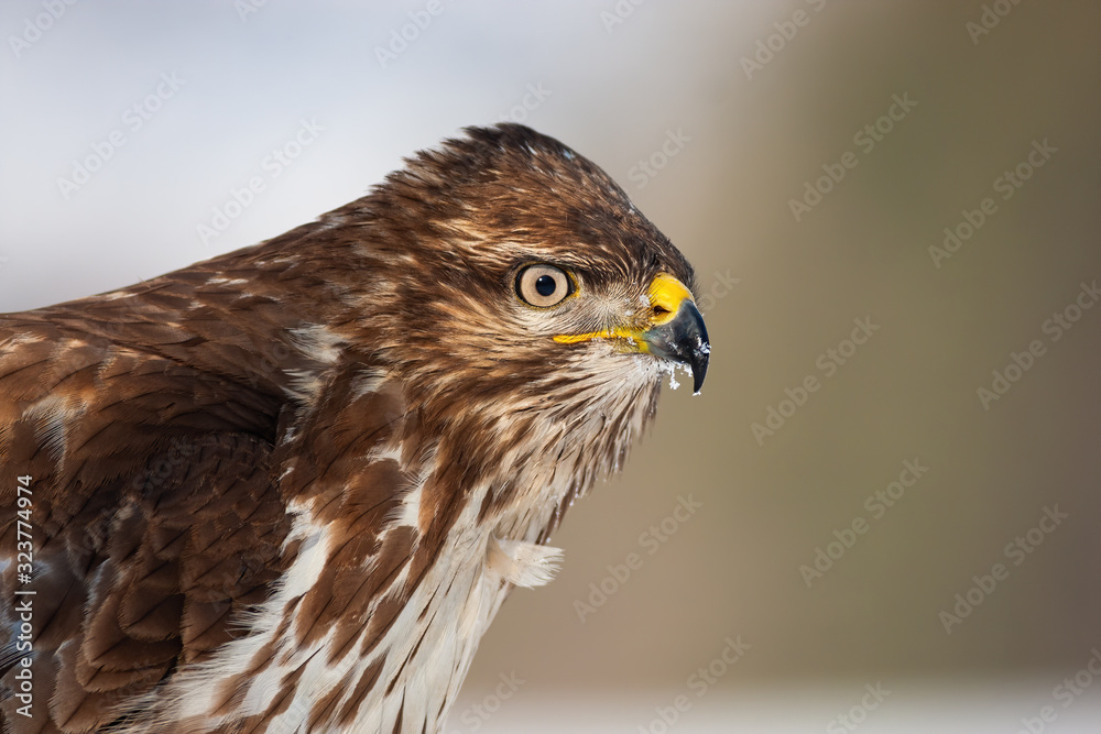 Portrait of a common buzzard, buteo buteo, with copy space in wintertime. Wild bird with yellow beak looking intensely in natural environment. Raptor in Slovakia, Europe. Portrait of a common buzzard, buteo buteo, with copy space in wintertime. Wild bird with yellow beak looking intensely in natural environment. Raptor in Slovakia, Europe.