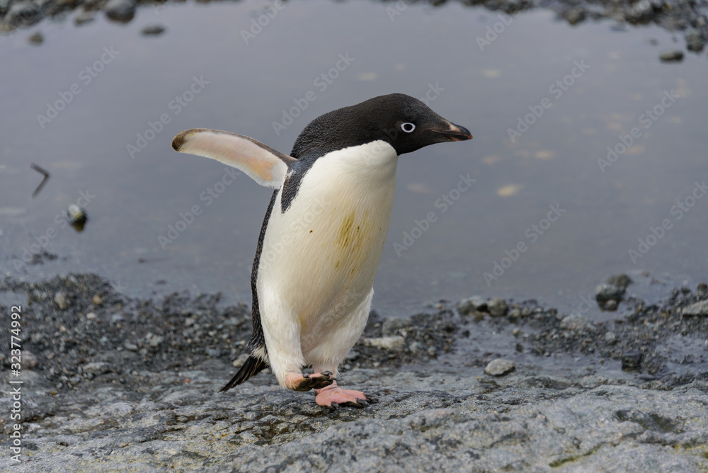 Fototapeta premium Adelie penguin going on beach in Antarctica