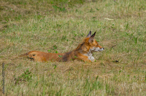 Red fox, Vulpes vulpes, in the meadow, wildife, Germany