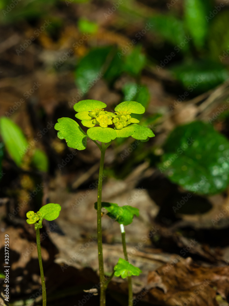 Blooming Golden Saxifrage, Chrysosplenium alternifolium, with bokeh background, shallow DOF, soft edges Blooming Golden Saxifrage, Chrysosplenium alternifolium, with bokeh background, shallow DOF, soft edges