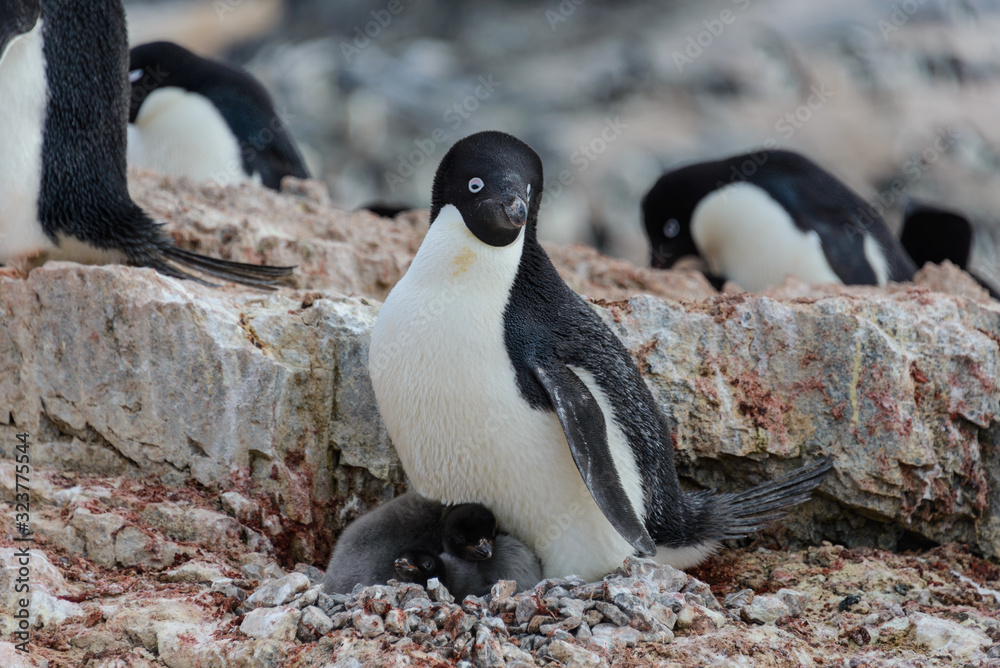 Fototapeta premium Adelie penguin with chicks in nest in Antarctica