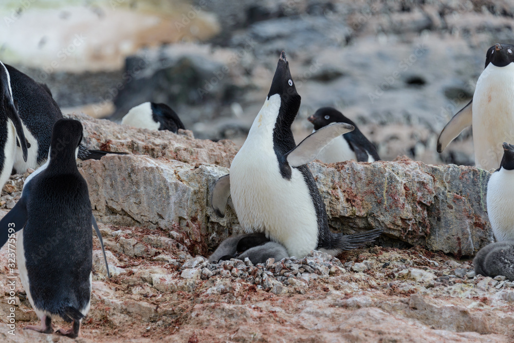 Fototapeta premium Adelie penguin with chicks in nest in Antarctica