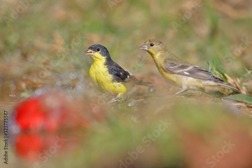 Lesser Goldfinch (Spinus psaltria) male and female drinking water, South Texas, USA