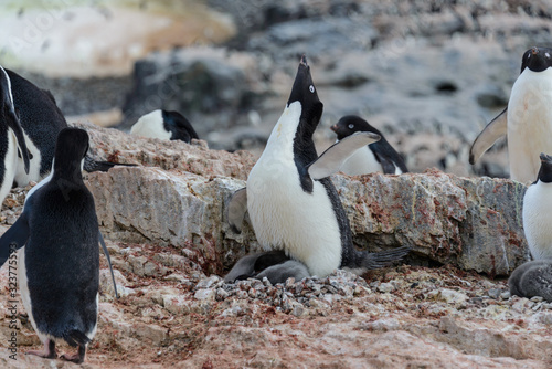 Adelie penguin with chicks in nest in Antarctica