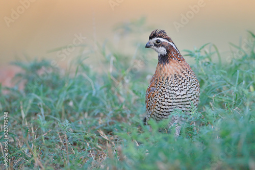 Northern Bobwhite (Colinus virginianus) male, South Texas, USA