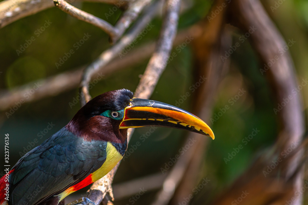 Fototapeta premium Green Aracari in Colombia. The green aracari, or green araari (Pteroglossus viridis), is a toucan, a near-passerine bird.