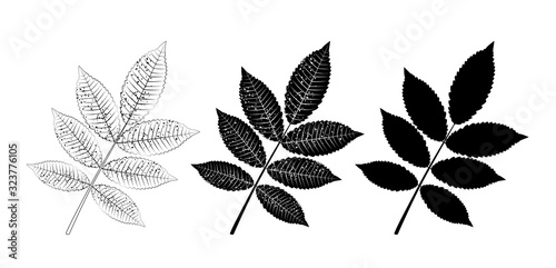 Vector set of ash leaves, outline and silhouette. Vector icon photo