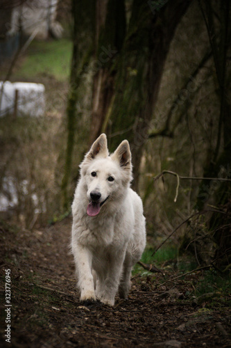 Portrait of white swiss shepherd dog, who is standing in forest, mysterius atmosphere