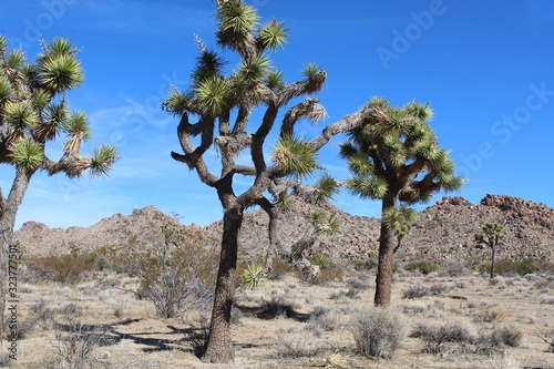 Joshua Tree Woodland is a type of native Plant Community which hosts the namesake Yucca Brevifolia and competing constituents, the range if which generally coincides with the Mojave Desert.