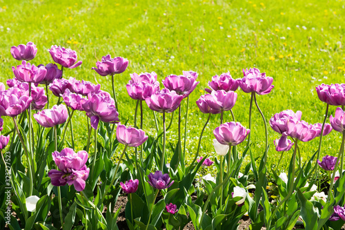 Beautiful purple tulip flowers on green lawn background
