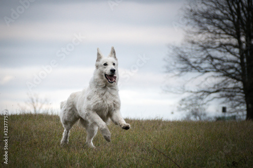 White swiss shepherd dog, who is running in front of forest. Photo in nature outdoor museum.