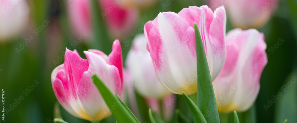 Colorful vivid fresh tulips flowerscape background, selective focus, banner