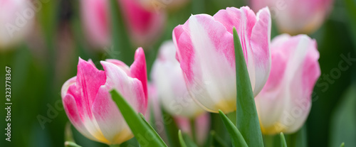 Colorful vivid fresh tulips flowerscape background, selective focus, banner