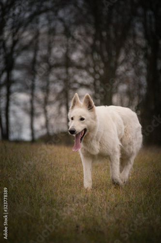 Autumn portrait of female swiss shepherd dog in nature. She is so cute and happy outside.