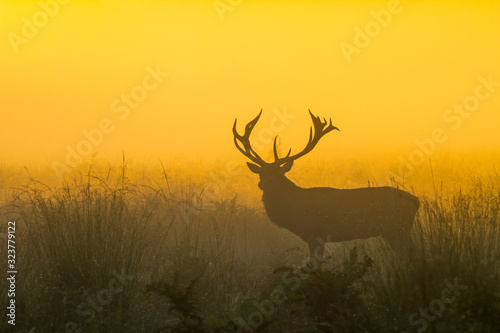 Red Deer Stag silhouette in orange dawn light in woods