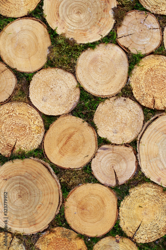 Beautiful background of tree trunks Beautiful background of tree trunks