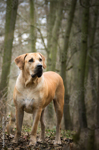 Portrait of boerboel in the nature. Autumn photoshooting in park.
