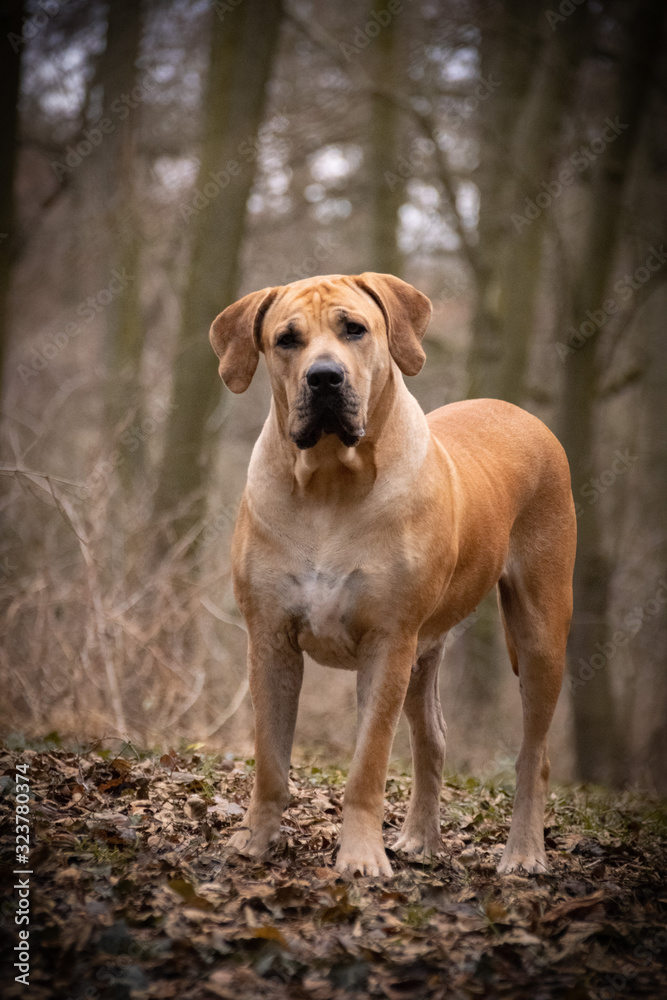 Portrait of boerboel dog, who is standing in forest, mysterius atmosphere, she is looking like forest monster who is hungry :) Portrait of boerboel dog, who is standing in forest, mysterius atmosphere, she is looking like forest monster who is hungry :)