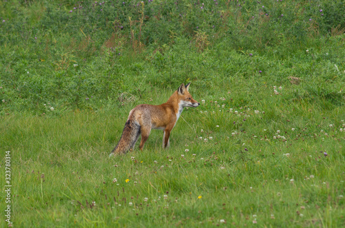 Red fox, Vulpes vulpes, in the meadow, wildife, Germany