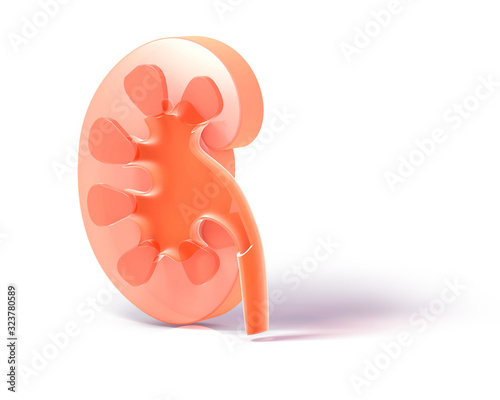 3D illustration of semi-transparent glass kidney. Showing the internal anatomy resting on the ground with shadow. photo