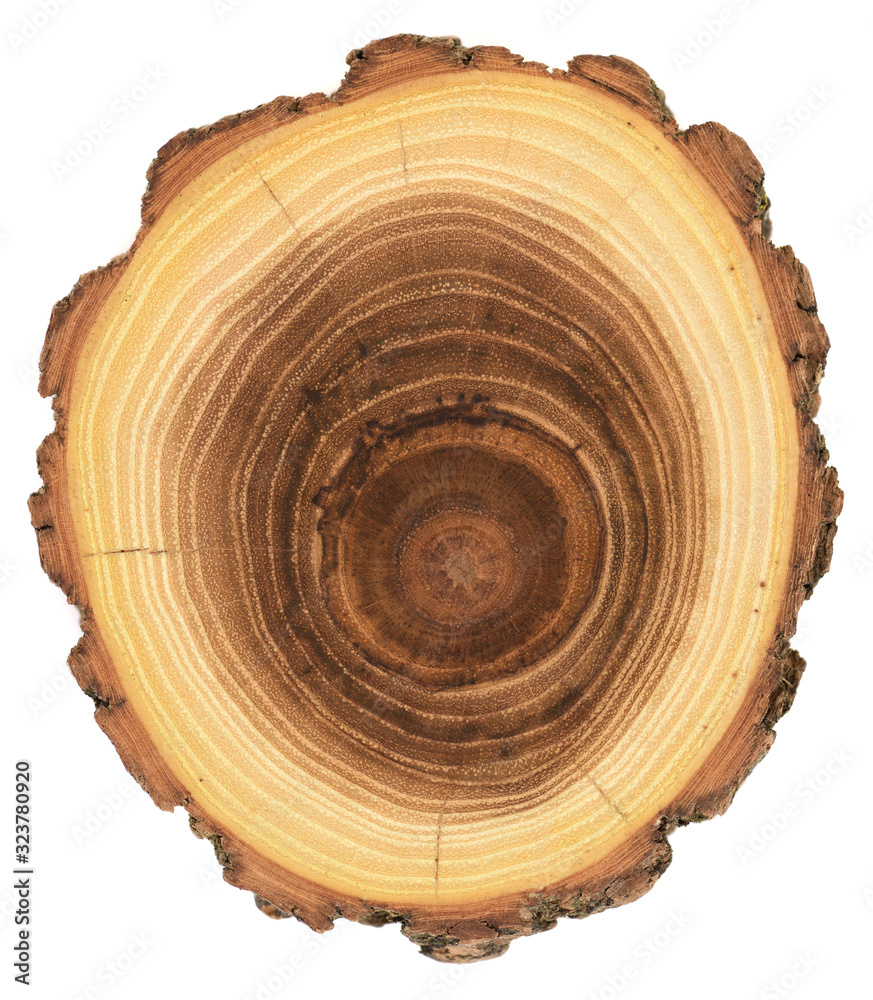 Acacia wood slab with growth rings and bark isolated on white background