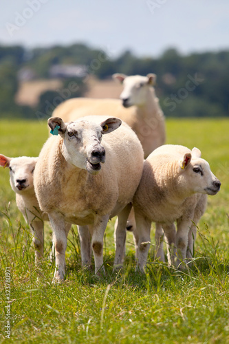 Troupeau de moutons en campagne.
