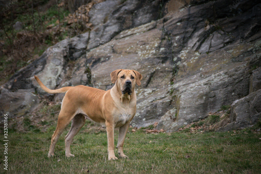 Autumn portrait of female boerboel in nature. She is so cute and happy outside.
