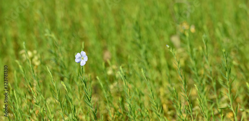 Small bright flax flower on a background of green field with text space