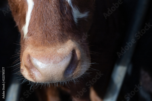 nosey cow photo