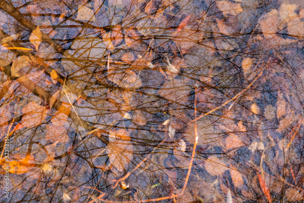 autumn leaves under water, nature background autumn leaves under water, nature background