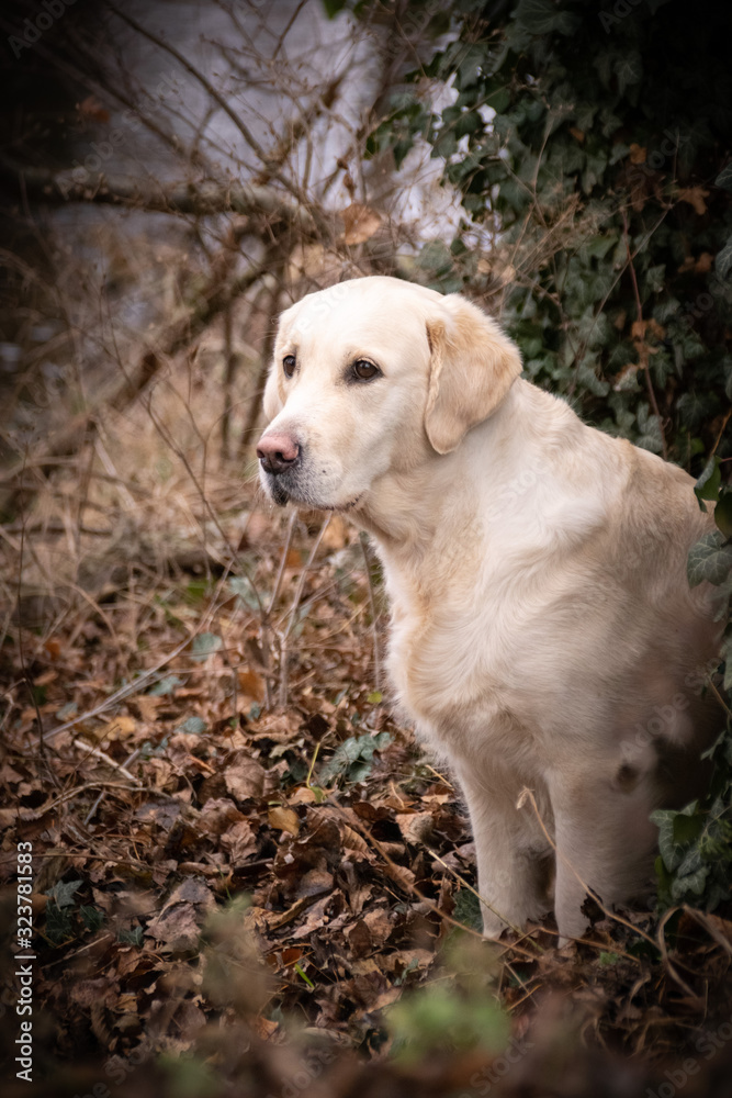 Potrtait of labrador whom is sitting in ivy. Photo in nature outdoor museum.