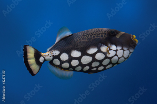 Tropical fish Balistoides conspilum, in an aquarium © IvSky