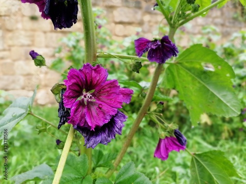 Obraz na plátně Petite nature : Malva arborea