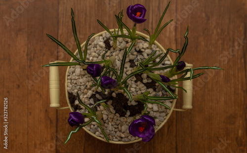 Krokusy w doniczce 