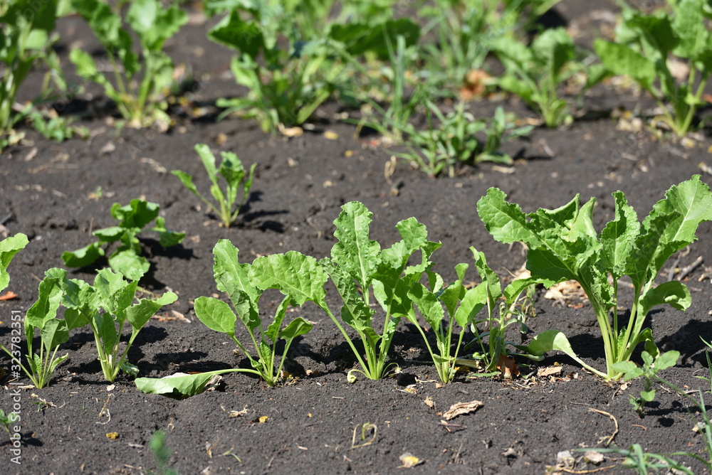 Young beets with bright leaves grows in a beetroot field, close-up Young beets with bright leaves grows in a beetroot field, close-up
