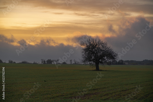 Leafless tree in the middle of a field in the sunset