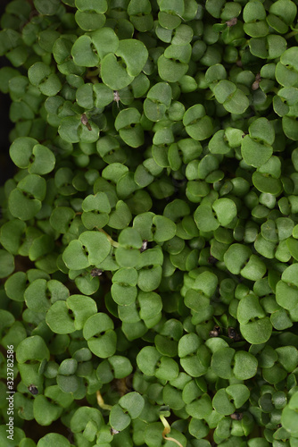 Healthy nutritious food concept. Microgreens with young round leaves texture background