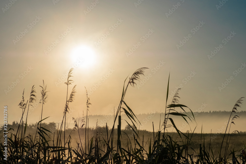 Fototapeta premium Reeds