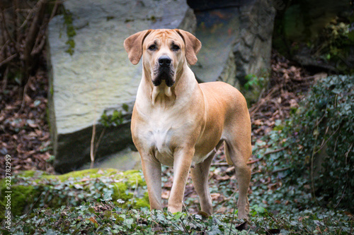Portrait of Boerboel dog in outdoor museum. Photoshooting in small czech town outside museum.