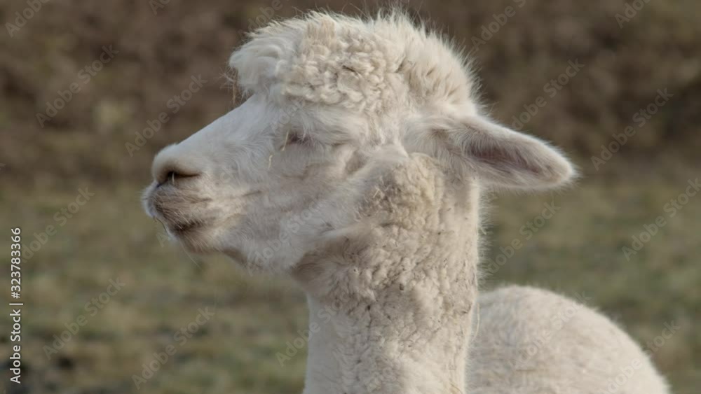Alpakas bei der Futteraufnahme Alpakas bei der Futteraufnahme