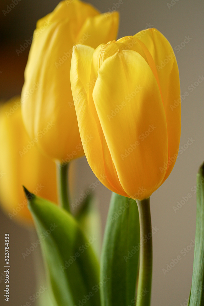 Naklejka premium Yellow tulip flower