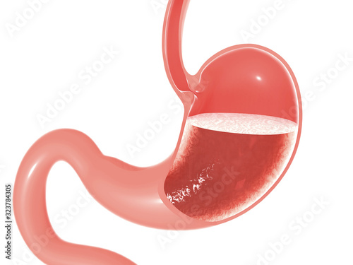 Foto 3D illustration of the anatomy of the human stomach and intestine