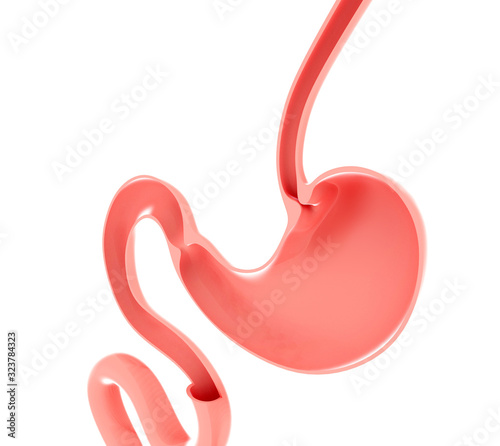 3D illustration of the anatomy of the human stomach, esophagus and intestine. Empty section showing the empty interior. photo