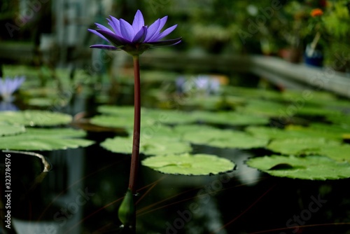 北大植物園のハス