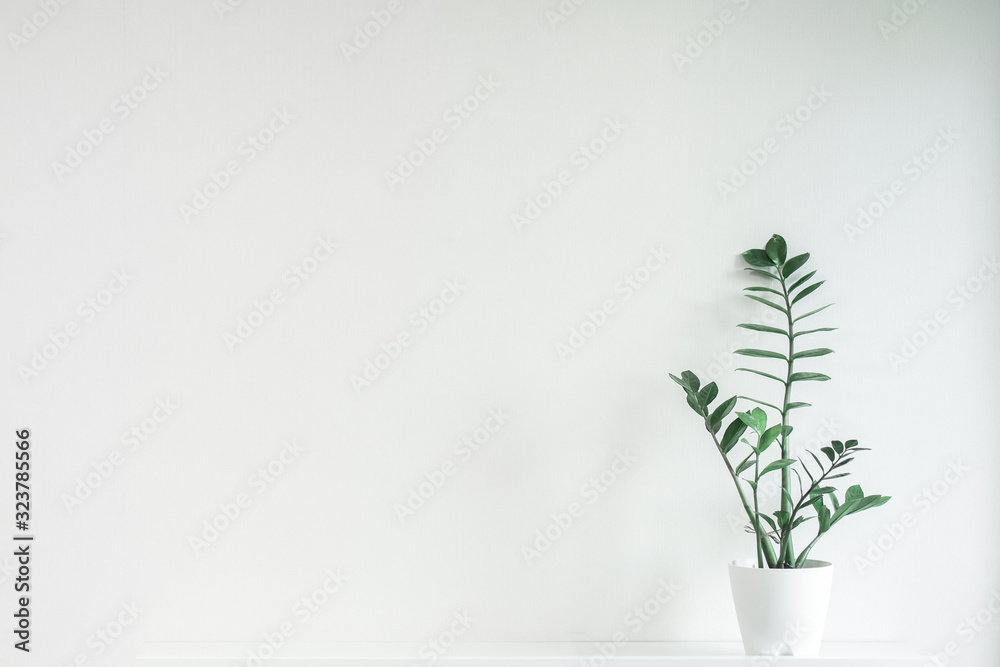 Fototapeta Green plant flower in a white pot on a white background.
