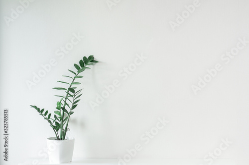 Φωτογραφία Green plant flower in a white pot on a white background.